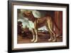 Portrait of a Dog-Guglielmo Ciardi-Framed Giclee Print