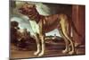 Portrait of a Dog-Guglielmo Ciardi-Mounted Giclee Print