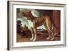 Portrait of a Dog-Guglielmo Ciardi-Framed Giclee Print
