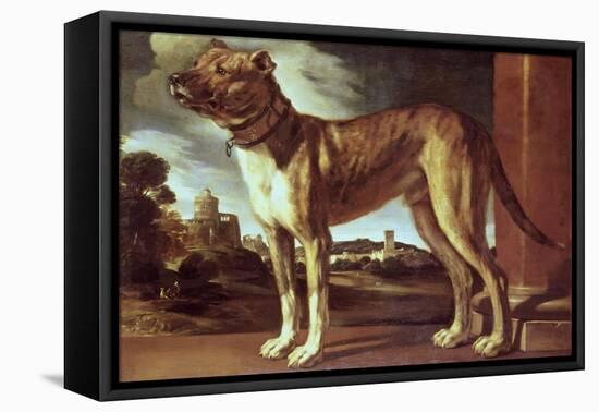 Portrait of a Dog-Guglielmo Ciardi-Framed Stretched Canvas