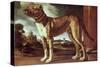 Portrait of a Dog-Guglielmo Ciardi-Stretched Canvas