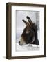 Portrait of a Donkey on Snow-Covered Belt-Harald Lange-Framed Photographic Print