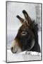 Portrait of a Donkey on Snow-Covered Belt-Harald Lange-Mounted Photographic Print