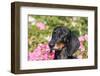 Portrait of a Doxen-Zandria Muench Beraldo-Framed Photographic Print