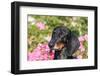 Portrait of a Doxen-Zandria Muench Beraldo-Framed Photographic Print