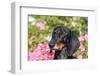 Portrait of a Doxen-Zandria Muench Beraldo-Framed Photographic Print