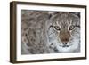 Portrait Of A European Lynx (Lynx Lynx), Captive, Norway, February-Edwin Giesbers-Framed Photographic Print