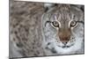 Portrait Of A European Lynx (Lynx Lynx), Captive, Norway, February-Edwin Giesbers-Mounted Photographic Print