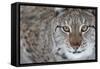 Portrait Of A European Lynx (Lynx Lynx), Captive, Norway, February-Edwin Giesbers-Framed Stretched Canvas