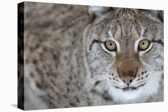 Portrait Of A European Lynx (Lynx Lynx), Captive, Norway, February-Edwin Giesbers-Stretched Canvas