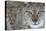 Portrait Of A European Lynx (Lynx Lynx), Captive, Norway, February-Edwin Giesbers-Stretched Canvas