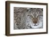 Portrait Of A European Lynx (Lynx Lynx), Captive, Norway, February-Edwin Giesbers-Framed Photographic Print