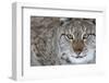 Portrait Of A European Lynx (Lynx Lynx), Captive, Norway, February-Edwin Giesbers-Framed Photographic Print