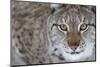 Portrait Of A European Lynx (Lynx Lynx), Captive, Norway, February-Edwin Giesbers-Mounted Photographic Print