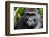 Portrait of A Female of the Western Lowland Gorilla-SURZ-Framed Photographic Print