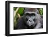 Portrait of A Female of the Western Lowland Gorilla-SURZ-Framed Photographic Print