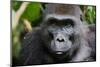 Portrait of A Female of the Western Lowland Gorilla-SURZ-Mounted Photographic Print