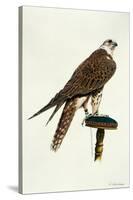 Portrait of a Female Saker Falcon, 1988-Mary Clare Critchley-Salmonson-Stretched Canvas
