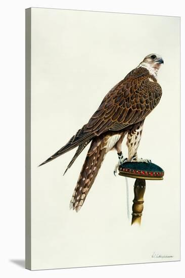 Portrait of a Female Saker Falcon, 1988-Mary Clare Critchley-Salmonson-Stretched Canvas