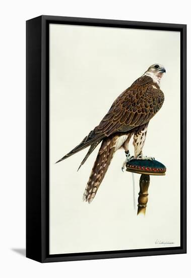 Portrait of a Female Saker Falcon, 1988-Mary Clare Critchley-Salmonson-Framed Stretched Canvas