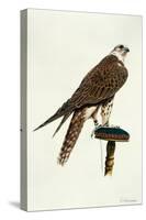 Portrait of a Female Saker Falcon, 1988-Mary Clare Critchley-Salmonson-Stretched Canvas