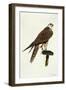 Portrait of a Female Saker Falcon, 1988-Mary Clare Critchley-Salmonson-Framed Giclee Print