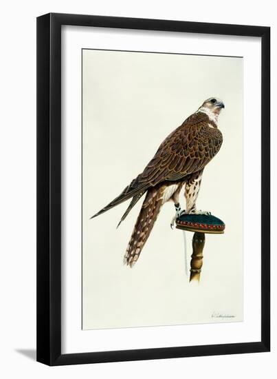 Portrait of a Female Saker Falcon, 1988-Mary Clare Critchley-Salmonson-Framed Giclee Print