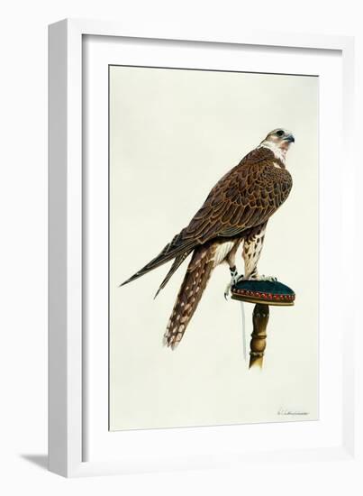 Portrait of a Female Saker Falcon, 1988-Mary Clare Critchley-Salmonson-Framed Giclee Print