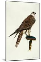Portrait of a Female Saker Falcon, 1988-Mary Clare Critchley-Salmonson-Mounted Giclee Print