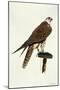 Portrait of a Female Saker Falcon, 1988-Mary Clare Critchley-Salmonson-Mounted Giclee Print