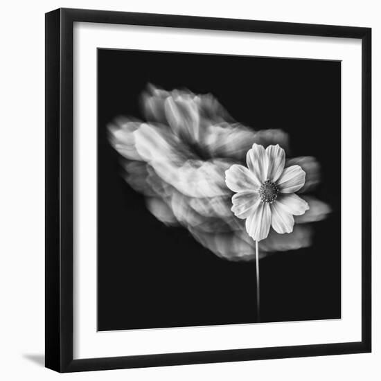 Portrait Of A Flower 1-Janet Slater-Framed Photographic Print