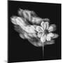 Portrait Of A Flower 1-Janet Slater-Mounted Photographic Print