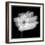 Portrait Of A Flower 2-Janet Slater-Framed Photographic Print