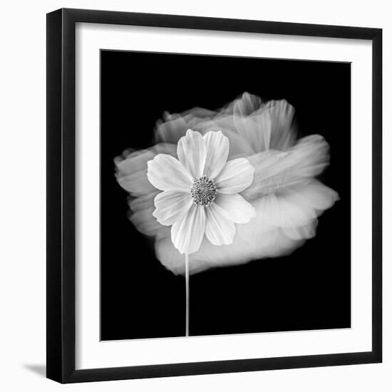 Portrait Of A Flower 2-Janet Slater-Framed Photographic Print