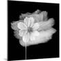 Portrait Of A Flower 2-Janet Slater-Mounted Photographic Print