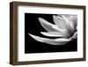 Portrait Of A Flower 4-Janet Slater-Framed Photographic Print