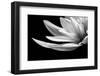 Portrait Of A Flower 4-Janet Slater-Framed Photographic Print