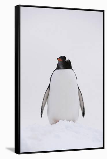 Portrait of a gentoo penguin (Pygoscelis papua), Petermann Island, Antarctica, Polar Regions-Sergio Pitamitz-Framed Stretched Canvas