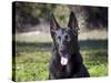 Portrait of a German Shepherd Sitting in a Green Field-Zandria Muench Beraldo-Stretched Canvas