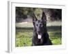 Portrait of a German Shepherd Sitting in a Green Field-Zandria Muench Beraldo-Framed Photographic Print