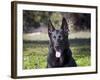 Portrait of a German Shepherd Sitting in a Green Field-Zandria Muench Beraldo-Framed Photographic Print