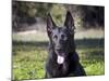 Portrait of a German Shepherd Sitting in a Green Field-Zandria Muench Beraldo-Mounted Photographic Print