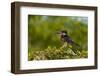 Portrait of a giant kingfisher perching in a bush. Chobe National Park, Botswana.-Sergio Pitamitz-Framed Photographic Print