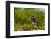 Portrait of a giant kingfisher perching in a bush. Chobe National Park, Botswana.-Sergio Pitamitz-Framed Photographic Print