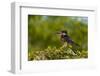 Portrait of a giant kingfisher perching in a bush. Chobe National Park, Botswana.-Sergio Pitamitz-Framed Photographic Print