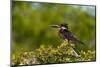 Portrait of a giant kingfisher perching in a bush. Chobe National Park, Botswana.-Sergio Pitamitz-Mounted Photographic Print