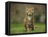 Portrait of a Ginger Kitten on Grass-Mark Taylor-Framed Stretched Canvas