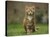 Portrait of a Ginger Kitten on Grass-Mark Taylor-Stretched Canvas