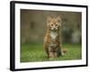 Portrait of a Ginger Kitten on Grass-Mark Taylor-Framed Photographic Print