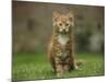 Portrait of a Ginger Kitten on Grass-Mark Taylor-Mounted Photographic Print